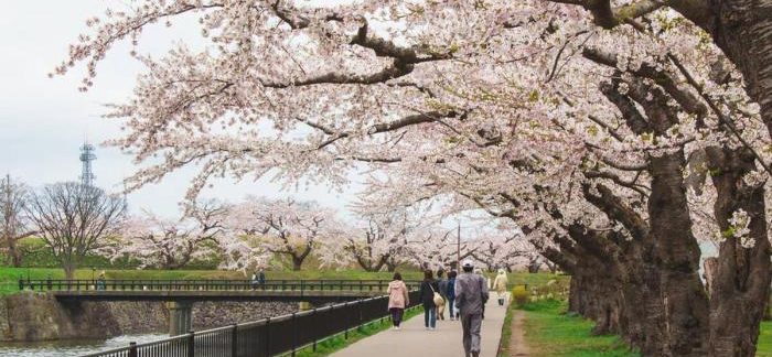 北海道櫻花